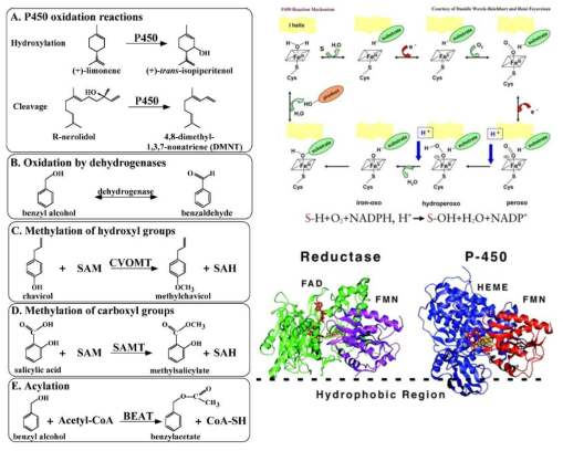 식물유래 VOC 합성 관련 효소 반응유형 (좌); A: Cytochrome P450 for hydroxylation and cleavage, B 탈수소효소, C,D 메틸라제, E 아세틸라제. (우) Cytochrome P450 반응 메카니즘, P450 reductase 와 P450단백질의 구조