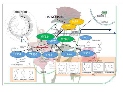 식물 유용 VOC 생합성 대사제어에 관련된 전사조절 인자 확보 및 VOC 합성조절 예측 모식도