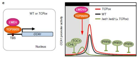 LDW1은 co-activator로서, TCP20/22는 CCA1의 활성인자로 작용하는 발현 모델. CHE는 TCP21으로서 TOC1과 함께 CCA1의 억제인자로, 그러나 TCP20/22는 활성인자로 작용함. 본 연구는 CCA1이 morning유전자로서 floral volatile의 합성 및 발산을 낮에 막고 초저녁에 VOC를 합성 케하는 기작에서 TCP20/22의 핵심 활성인자 역할 됨을 규명한 내용으로 획기적인 발견임