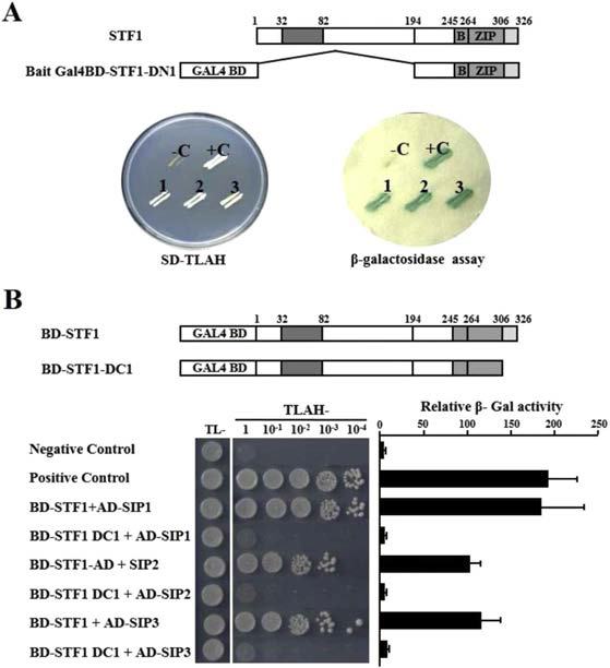 Yeast two hybrid screen에의한 PAP1 발현 조절 핵심인자인 HY5/STF1 결합 B-box factor 분리