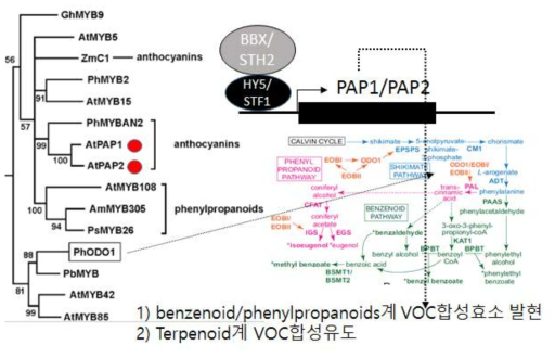 HY5/STF1 bZIP factor에 결합하는 STH2/GmSTH2의 PAP1, PAP2 발현 활성화를 통한 benzenoid/phenlypropanoid 게 VOC와 terpenoid계 VOC 합성 경로 모식도. 본 연구에서 HY5와 콩의 HY5 ortholog인 STF1이 B-box factor인 STH2를 통해 PAP1,2 (R2R3-MYB)을 통해 VOC 합성을 조절하며 COP1에도 결합함을 밝혔음