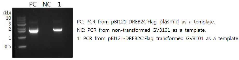 pBI121벡터로 DREB2C1 유전자 삽입 확인