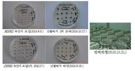 톨루엔 정화 기능 유전자 NDPK2 및 CYP2E1 도입(2차) 산호수 줄기단편유래 재분화 선발배지 교체