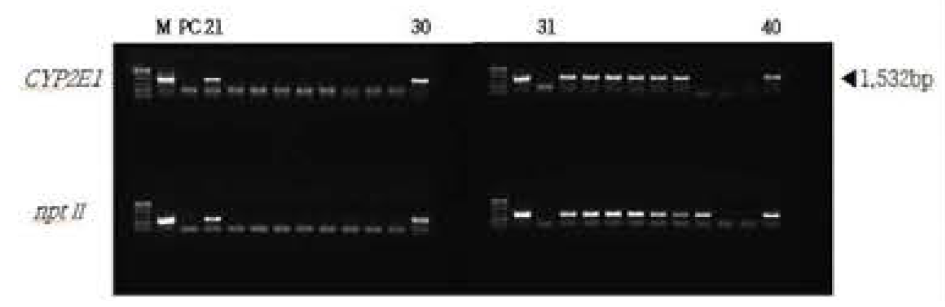 CYP2E1 유전자 도입 후 선발배지에서 재분화된 산호수 식물체 PCR분석