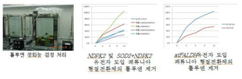 SOD2 및 NDPK2 유전자 단독 또는 집적 및 AtFALDH유전자 도입 형질전환체의 톨루엔 정화능 검정