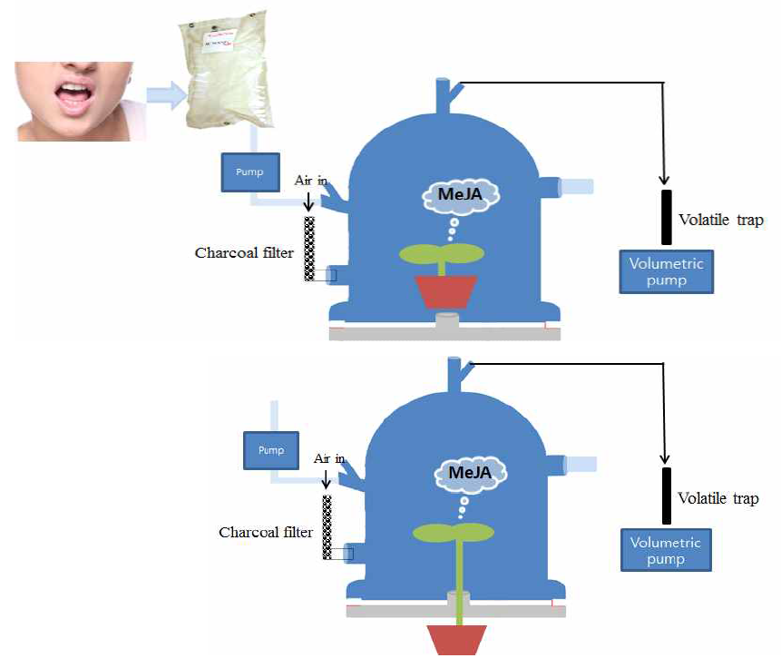 Chemical word로 활용되는 식물 방출 휘발성유기화합물(BVOC) 측정을 위한 챔버 구조 및 측정 방법