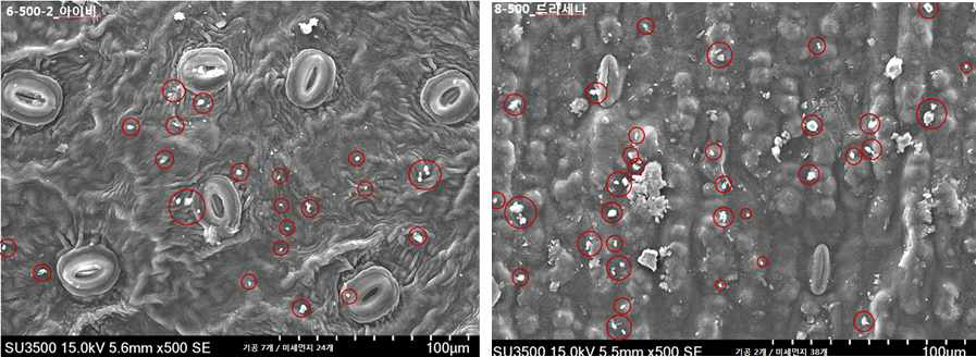 측정식물의 전자현미경을 통한 기공 수 및 잎 뒷면에 흡착된 미세먼지 수 측정