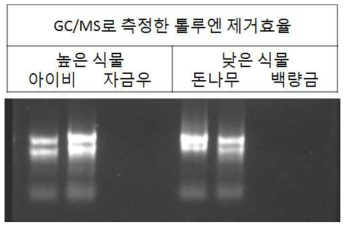 GC/MS로 측정한 톨루엔 제거효율이 높은 식물과 낮은 식물의 FA Gel을 통한 RNA 확인