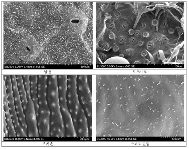 측정식물의 전자현미경을 통한 기공 및 형태적 특성 관찰