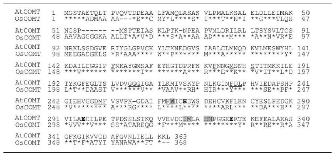 벼 COMT 와 애기장대 COMT 단백질의 아미노산 서열 비교