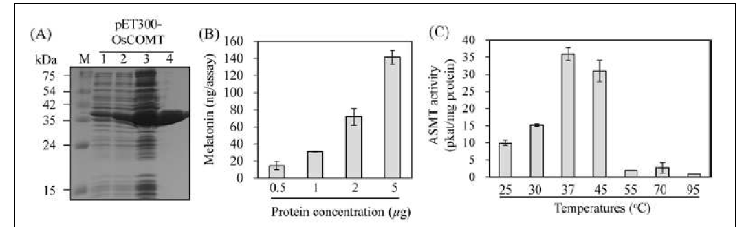 벼 COMT 대장균 발현/정제 및 in vitro 멜라토닌 생합성 결과