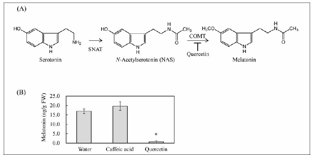 플라보노이드 quercetin처리에 의한 멜라토닌 생합성 저해 결과