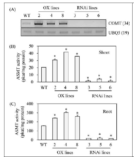 형질전환벼에서 ASMT 효소활성 비교 측정 결과