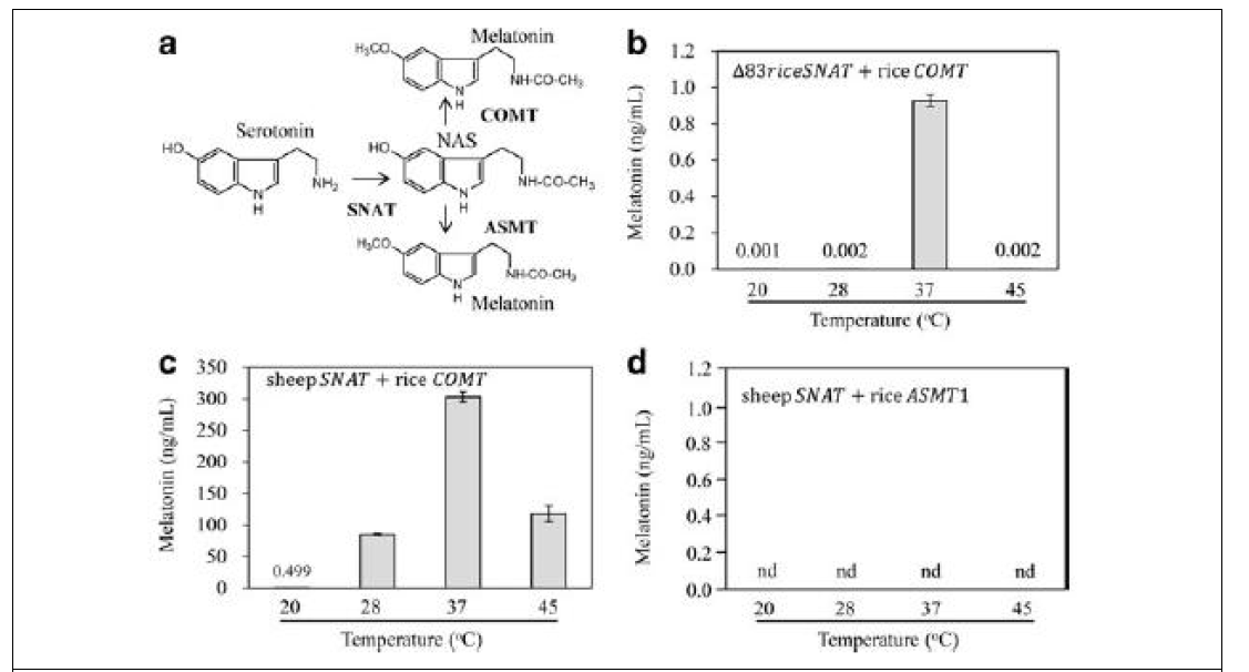 대장균에서 멜라토닌 생성. a, 멜라토닌 생합성 회로 및 관련 유전자; b, 벼 SNAT 와 벼 COMT 이중 발현 대장균에서 멜라토닌 함량; c, 양 SNAT 와 벼 COMT 이중발현 대장균에서 멜라토 닌 함량 측정; d, 양 SNAT 와 벼 ASMT1 유전자 이중발현 대장균에서 멜라토닌 함량 측정
