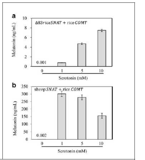세로토닌 처리별 멜라토닌 생성량 비교. a, 벼 SNAT 와 벼 COMT 이중 발현 대장균에서 멜라토닌 함량; b, 양 SNAT 와 벼 COMT 이중발현 대장균에서 멜라토닌 함량 측정