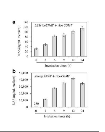 배양시간별 NAS 함량측정. a, 벼 SNAT 와 벼 COMT 이중 발현 대장균에서 멜라토닌 함량; b, 양 SNAT 와 벼 COMT 이중발현 대장균에서 멜라토닌 함량 측정