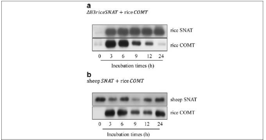 대장균에서 배양시간별 재조합 단백질 발현률의 Western blot 분석. a, 벼 SNAT 와 벼 COMT 이중 발현 대장균에서 단백질 발현 함량; b, 양 SNAT 와 벼 COMT 이중발현 대장균에서 단 백질 발현 함량 측정