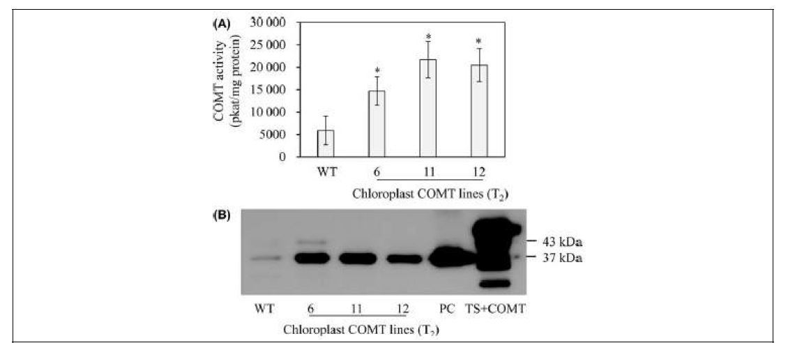 엽록체 정제 및 엽록체에서 COMT 효소활성 측정 및 immunoblot 분석