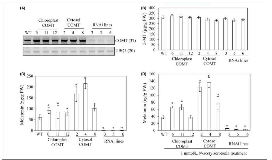 형질전환벼에서 5-MT 함량과 멜라토닌 함량 정량