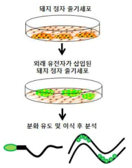 형질전환 돼지 정자생산 모식도