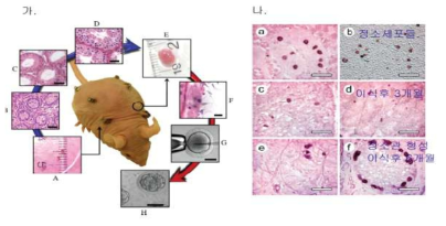 면역결핍 마우스 피하에 이식 된 돼지 정자 줄기세포