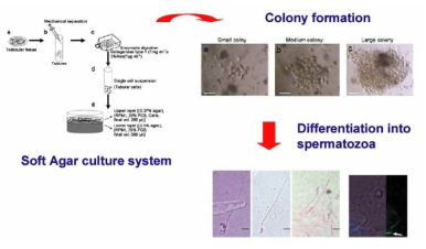 조직 및 세포배양을 이용한 돼지 웅성 정자 줄기세포 분화 유도