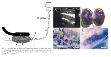 돼지 정소 내 세포이식 모식도