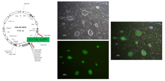 인간 OCT4 프로모터를 이용한 리포터 벡터 구축
