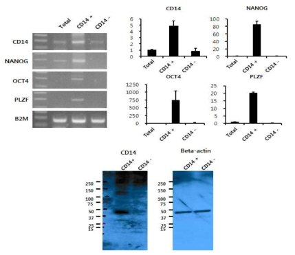 CD14항체를 이용해 분리된 세포의 유전자 분석