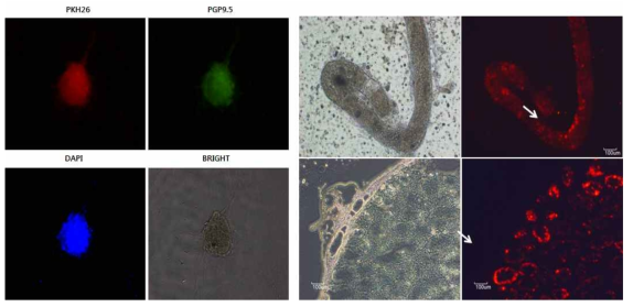 CD14양성세포의 정원 줄기세포 능력 확인