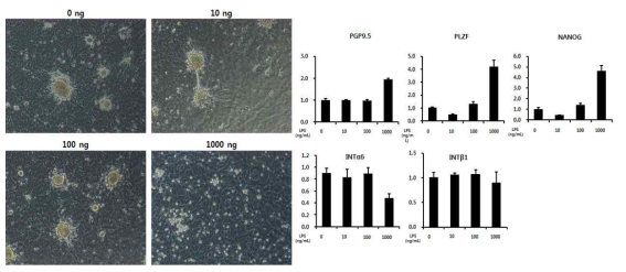 LPS 처리에 따른 돼지 정소유래 줄기세포의 유전자 발현 확인