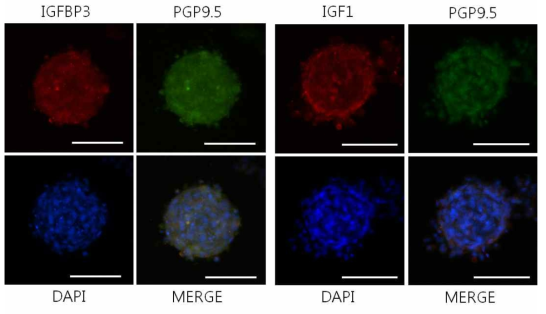 돼지 정소유래 줄기세포주에서 특이적으로 발현하는 IGFBP3와 IGF1