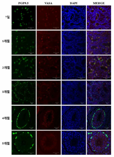 VASA유전자의 돼지 정소 발달단계별 발현 분석