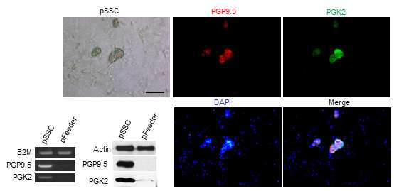 체외배양 된 돼지 정원줄기세포에서 PGK2 유전자의 발현분석