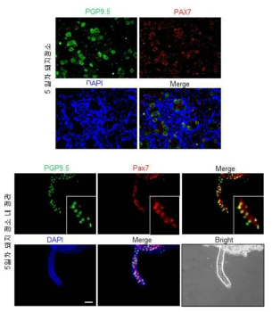 5일차 돼지 정소 및 정관 내 PAX7유전자 발현분석