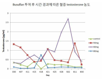 busulfan처리에 따른 testosterone감소효과