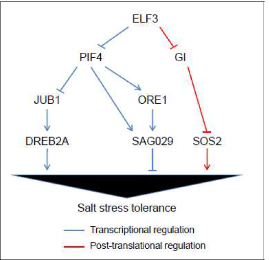 ELF3 유전자가 염 스트레스 저항성을 유도하는 기작에 대한 모델