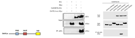 다양한 OsVILs 단백질들의 truncated form 과 EMF2b 사이의 co-immunoprecipitation 실험 결과. Anti-HA antibody를 이용하여 IP 한 결과 OsVILs 단백질들은 FNIII domain을 통하여 EMF2b 단백질과 서로 결합한다는 것을 관찰 할 수 있다