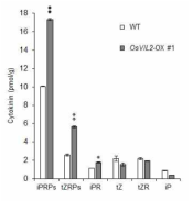 OsVIL2 OX 돌연변이체에서 활성 cytokinin 의 함량 증가. 주요 활성 cytokinin인 iPRP, tZPR, iPR의 함량이 WT에 비하여 큰 폭으로 증가해 있음을 관찰하였다