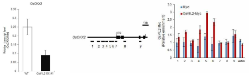 OsVIL2 OX 식물체에서 활성 cytokinin의 함량을 조절한다고 알려진 OsCKX2의 발현이 큰 폭으로 감소하였다. OsVIL2-Myc 형질전환 식물체를 이용하여 chromatin immunoprecipitation을 수행한 결과 OsVIL2-Myc 단백질은 OsCKX2 유전자의 promoter 부위에 직접 결합함을 관찰하였다