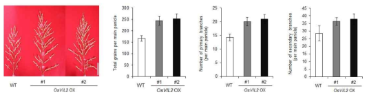 OsVIL2 OX 식물체는 전체 이삭의 길이가 증가하였고, 이삭의 1차 및 2차 가 지 수가 증가 되었다. 그에 따른 결과로 이삭당 낱알의 숫자가 증가되었다