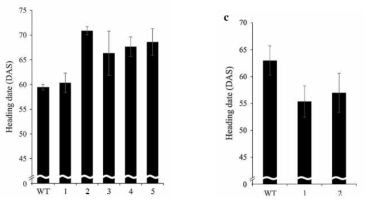 OsVIL1 RNAi 및 과발현 형질전환 식물체들의 단일 조건에서의 개화시기