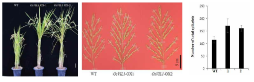 OsVIL1 OX 식물체들의 표현형 OsVIL1 과발현 식물체들은 신장이 증대되고, 이삭의 전체 길이 및 크기가 증가된다. 이삭당 전체 낱알의 수도 WT에 비하여 증가된다