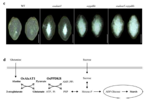 AlaAT1가 배유의 탄수화물 생합성에 관여하는 경로