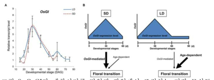 OsGI가 개화시기를 단일과 장일에서 조절하는 기작 모식도