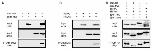 Ehd1 단백질은 서로 상호작용하여 homodimer를 이룬다. 이 단백질의 homodimerization은 inter-domain 부분을 통해서 이루어진다