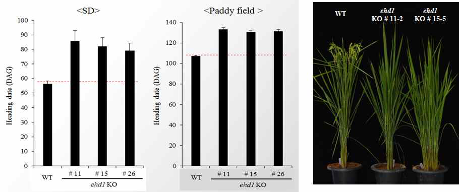 CRISPR/Cas9 방법을 통하여 제작된 ehd1-KO 형질전환 식물체들의 표현형을 조사한 결과 WT 식물체들의 비하여 단일 조건에서 평균적으로 약 4주, 자연 논 조건에서 약 3주 정도의 개화지연 표현형을 보였다