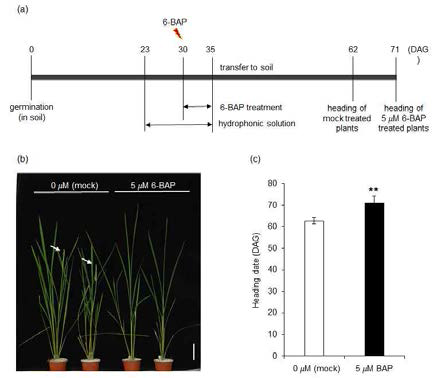 벼에 외부 cytokinin 처리 방법 모식도 및 개화 지연 표현형
