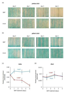 외부 cytokinin 처리에 의한 Ehd1 및 Hd3a transcript의 변화량 관찰 결과