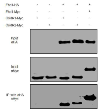 Type-A response regulator 단백질인 OsRR1 및 OsRR2는 type-B 단백질인 Ehd1과 서로 binding 한다는 것이 co-immunoprecipitation 결과를 통하여 관찰되었다